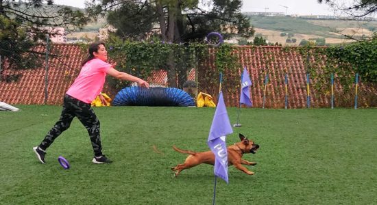 Dog Puller – estrelas caninas buscam troféu do Nacional em Ourém