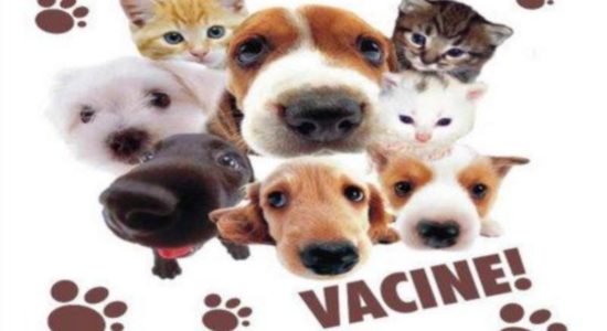 Campanha de Vacinação 2019