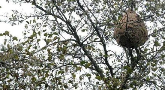 Vespa Velutina | Exterminados 298 ninhos no concelho de Ourém em 2020