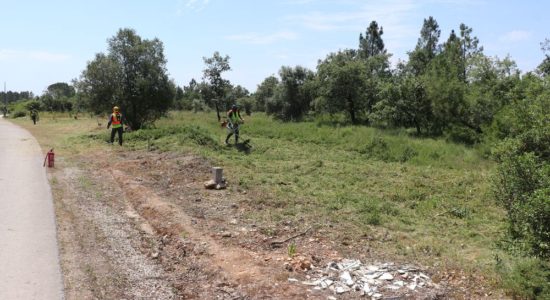 Aviso – Trabalhos de corte de árvores e limpeza de mato