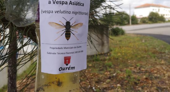 Município instala 2500 armadilhas para vespa asiática