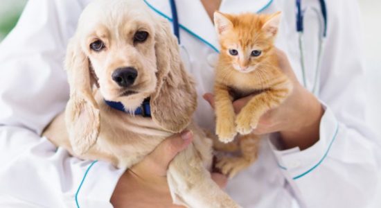 Município lança nova campanha de apoio à esterilização de animais de companhia