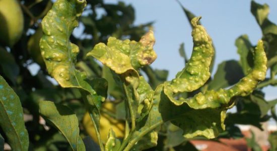 Medidas fitossanitárias em plantas de citrinos infestadas por Trioza erytreae