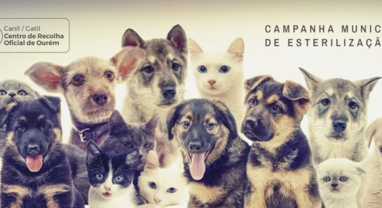 Campanha de apoio à Esterilização de Animais de Companhia