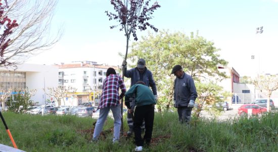 Município realiza ação no âmbito das comemorações do Dia Mundial da Árvore