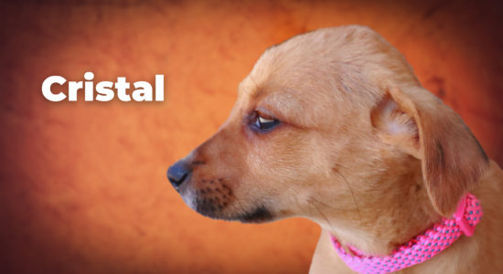 Conheça todos os animais para adoção no Centro de Recolha Oficial de Ourém