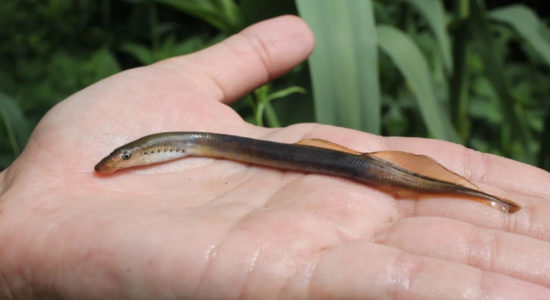 Dia da Ecologia | Lampreia do Nabão