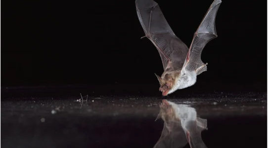 Dia da Ecologia | Morcego-de-água