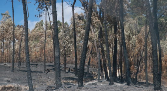 Município aloca 1.5 milhões para reparação de danos dos incêndios 2022