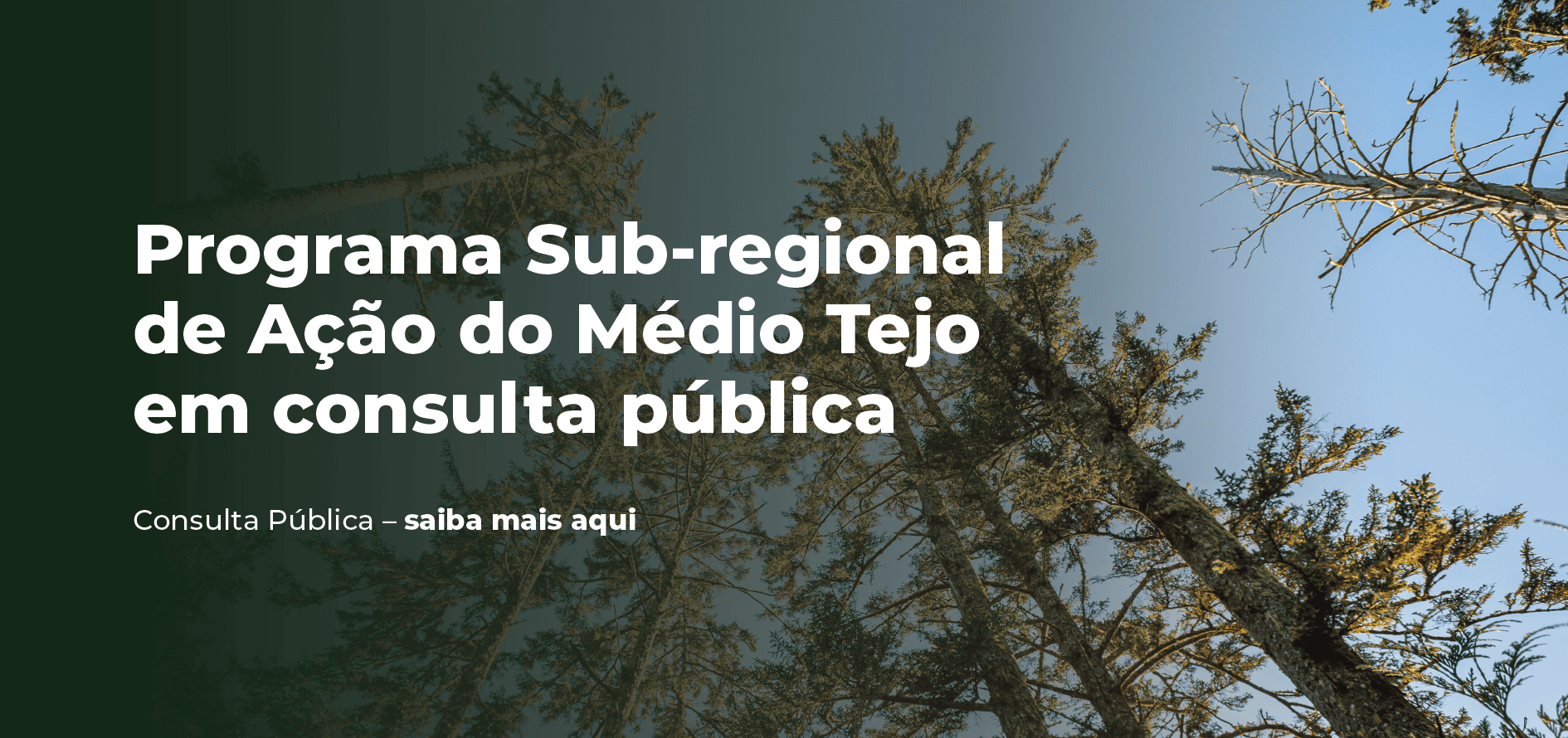 Consulta Pública – CIMT
