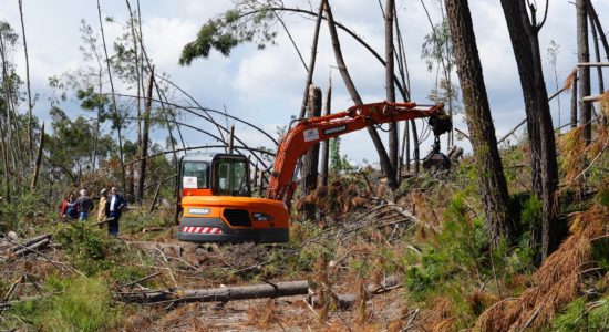 Ourém intensifica desobstrução de caminhos florestais após tempestade Kristin