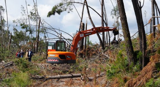 Aprovada alienação de lotes de material lenhoso